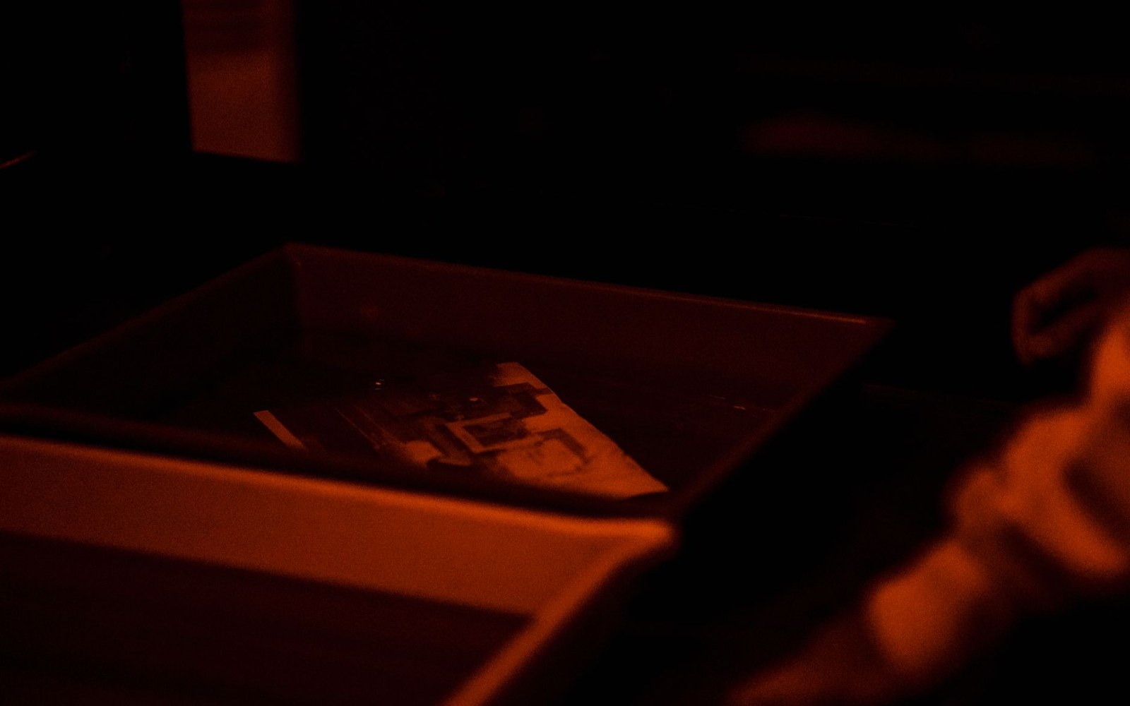 Photographic print developing in a tray under red darkroom safelight